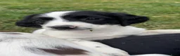 English Springer Spaniel dogs for sale:  springer spaniels pups for sale  - Advert 1