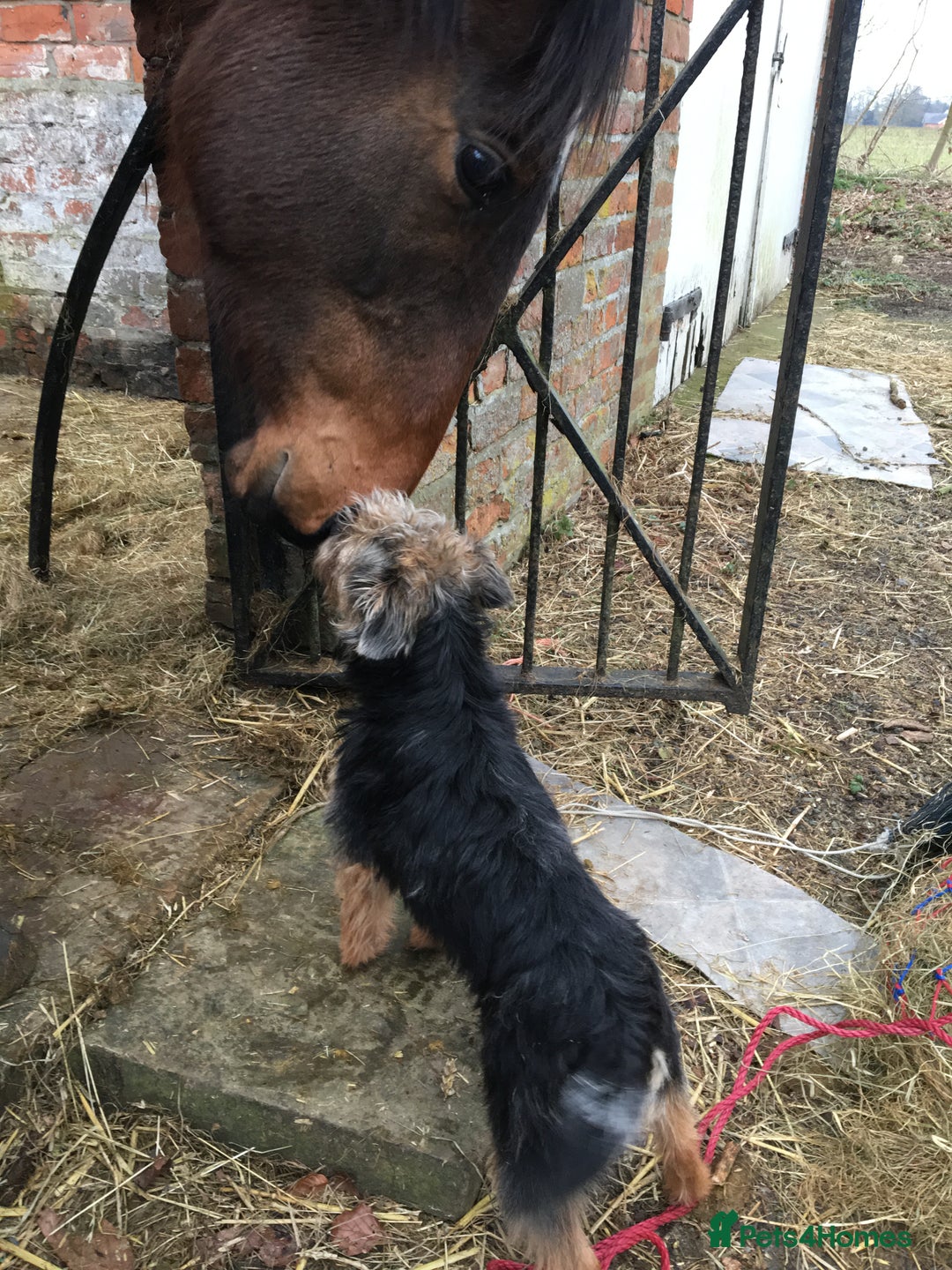 English Thoroughbred horses for sale: Lovely TB Gelding  - Advert 7