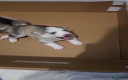 Siberian Husky dogs for sale: Syberian Huskies Male and Female - Image 7
