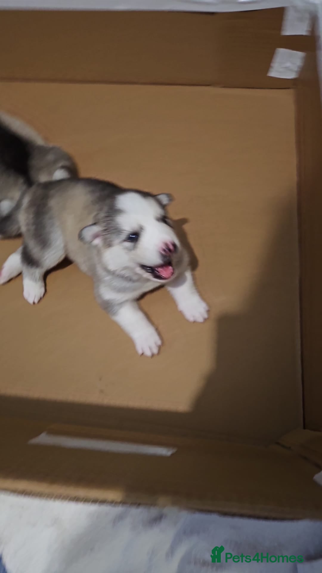 Siberian Husky dogs for sale: Syberian Huskies Male and Female - Image 7