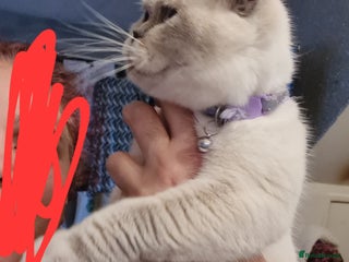 British Shorthair cats queeni Gccf active looking for new home - Advert 2