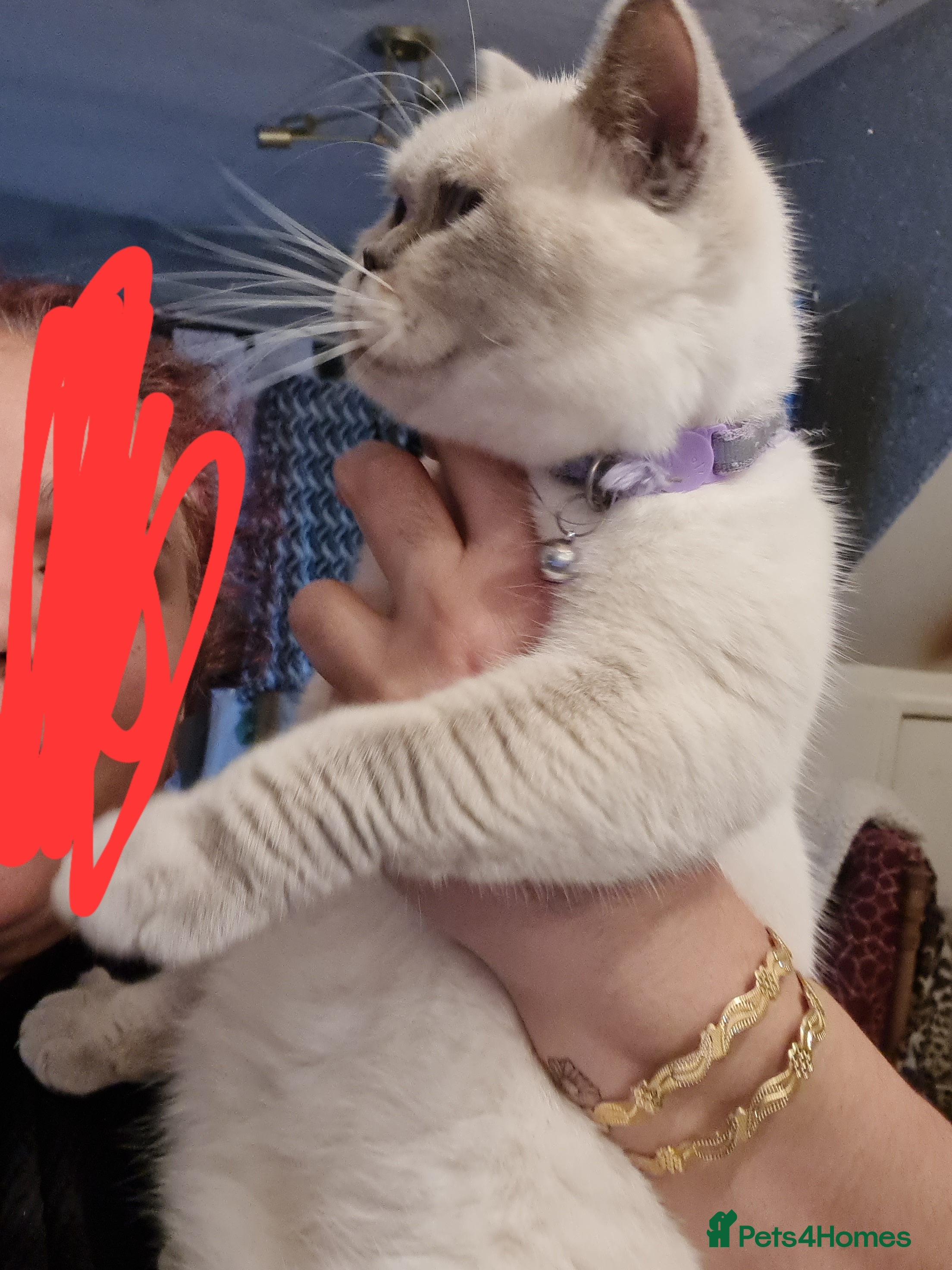 British Shorthair cats queeni Gccf active looking for new home - Advert 2
