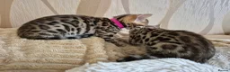 Bengal cats for sale: Bengal in Fraserburgh - Advert 4