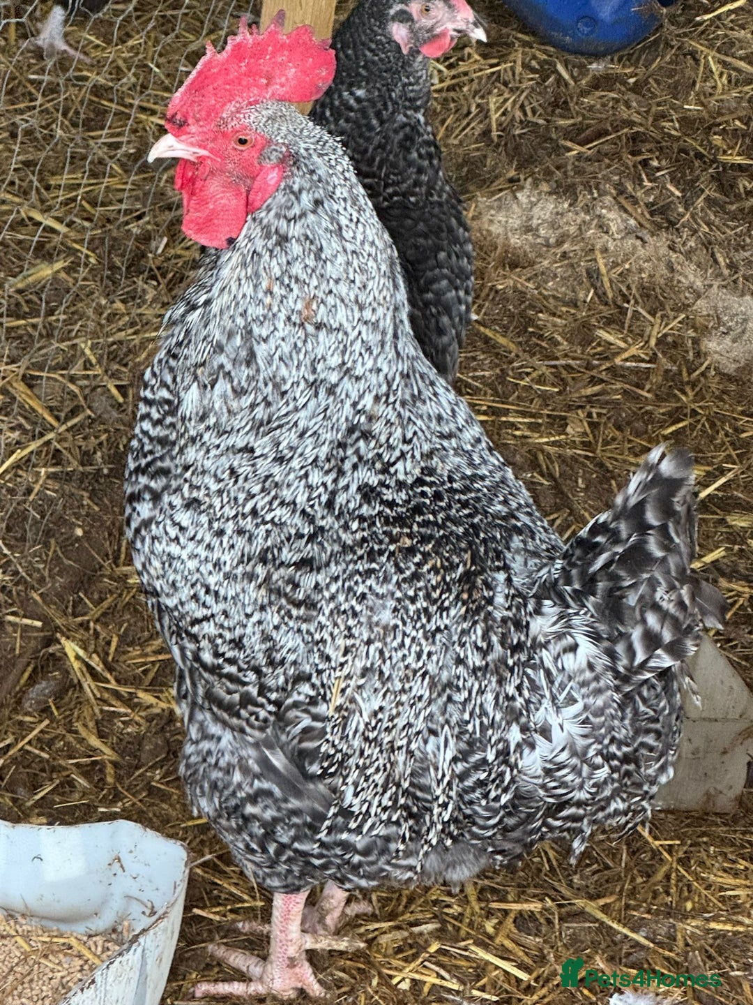 Chickens poultry for sale: Chickens pure breed and mixed breed  - Advert 7