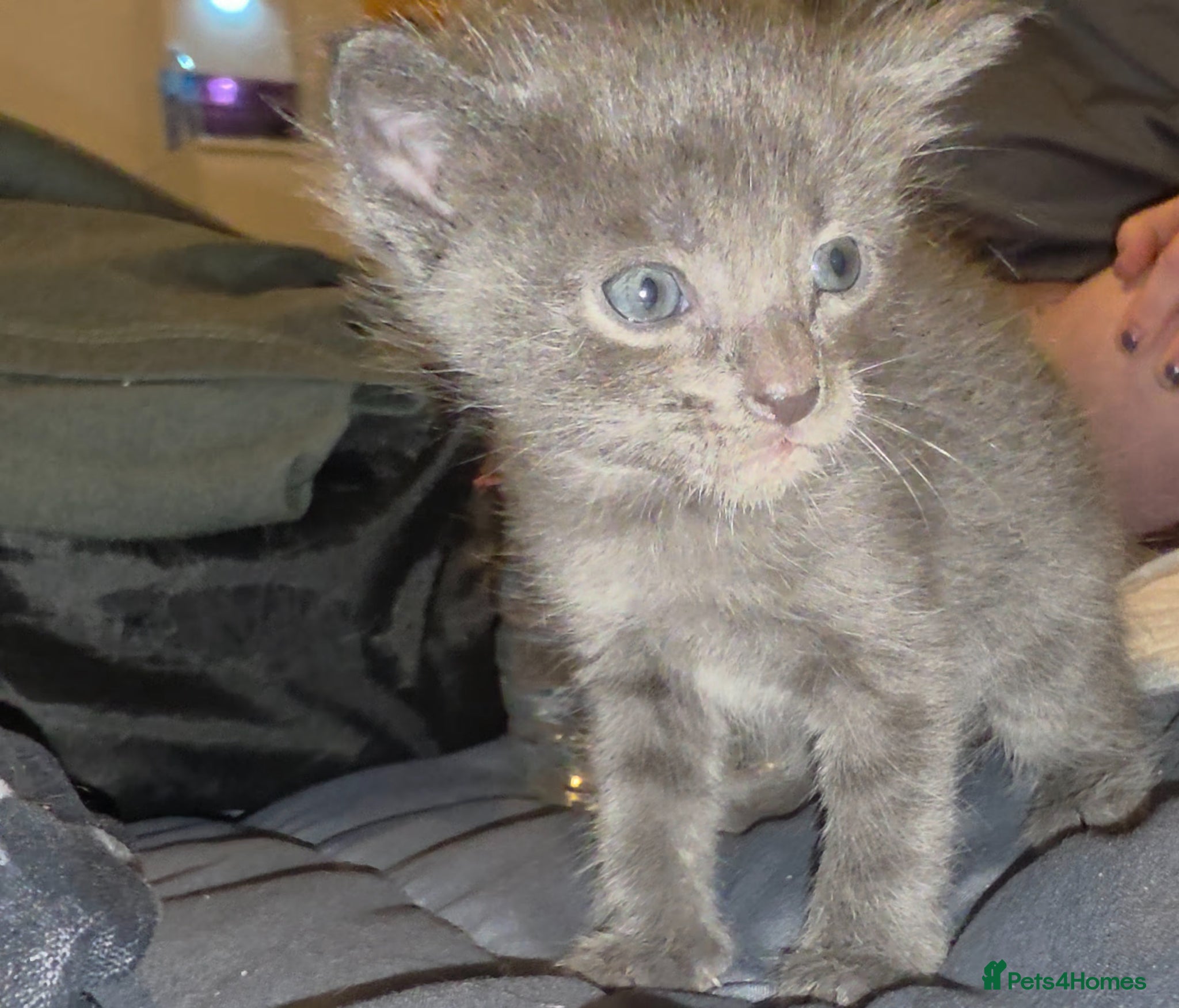 Oriental cats Oriental Shorthair/Maine Coon - Advert 1