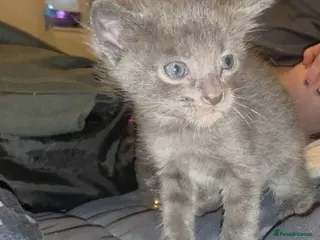 Oriental cats Oriental Shorthair/Maine Coon - Advert 2