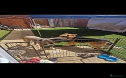 Mixed Breed dogs for sale: Turkish kangal x German shepherd puppies  - Image 10