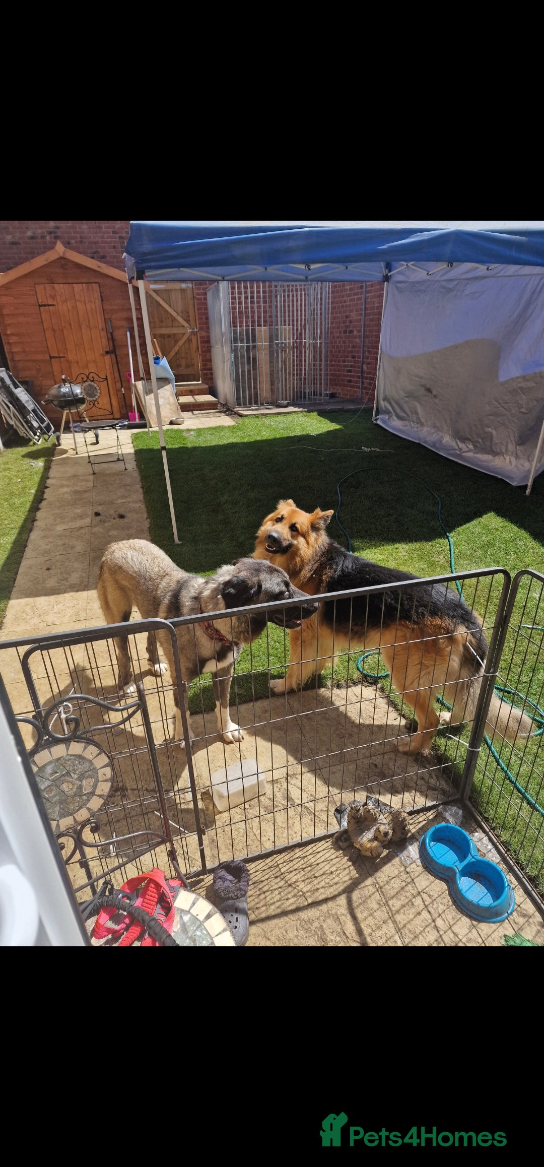 Mixed Breed dogs for sale: Turkish kangal x German shepherd puppies  - Image 10