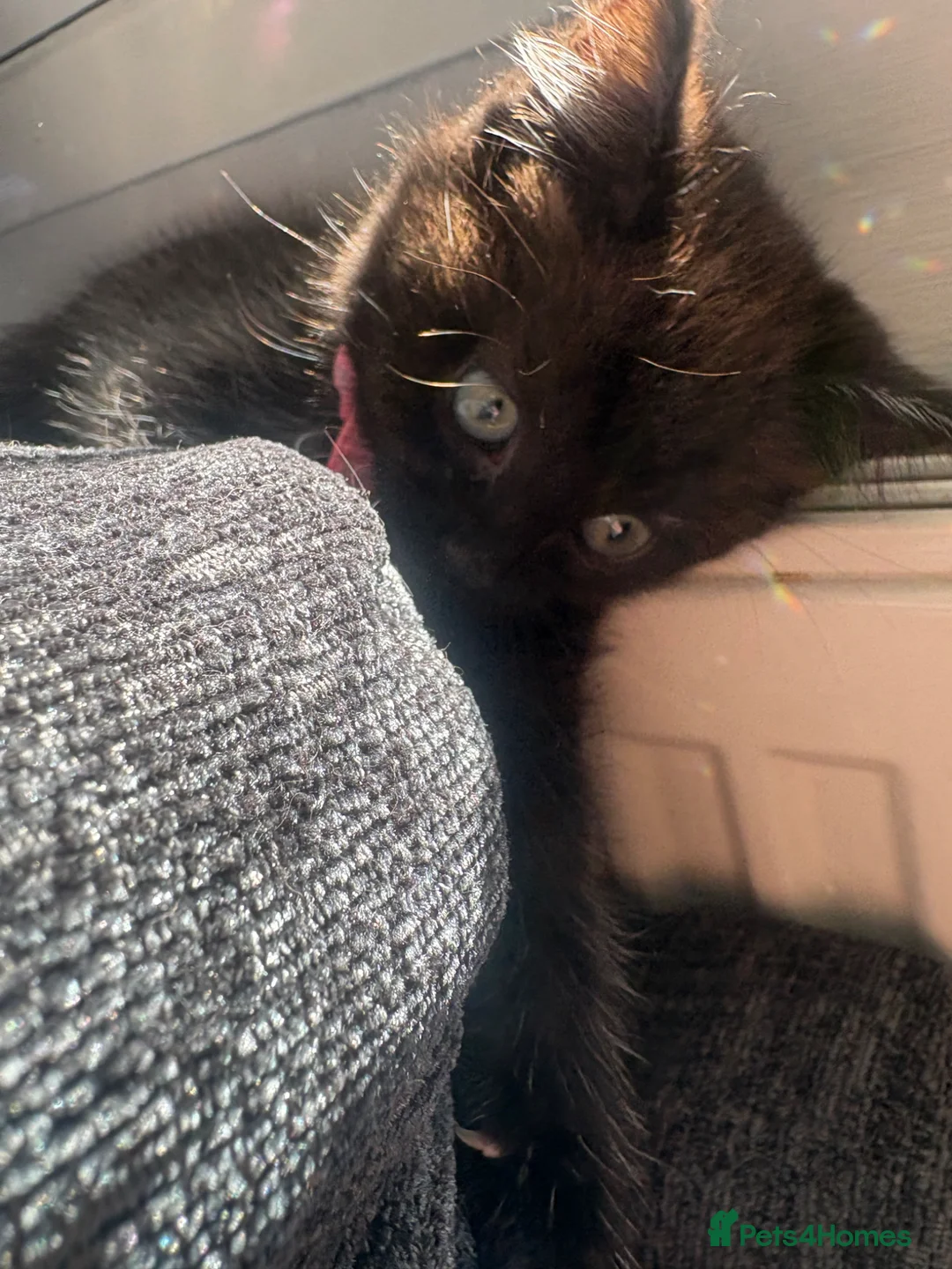Mixed Breed cats for sale: girl kitten available - Advert 7