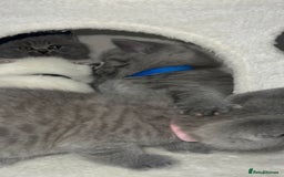 British Shorthair cats for sale: BRITISH SHORTHAIR PEDIGREE - FIRST LITTER - Image 14