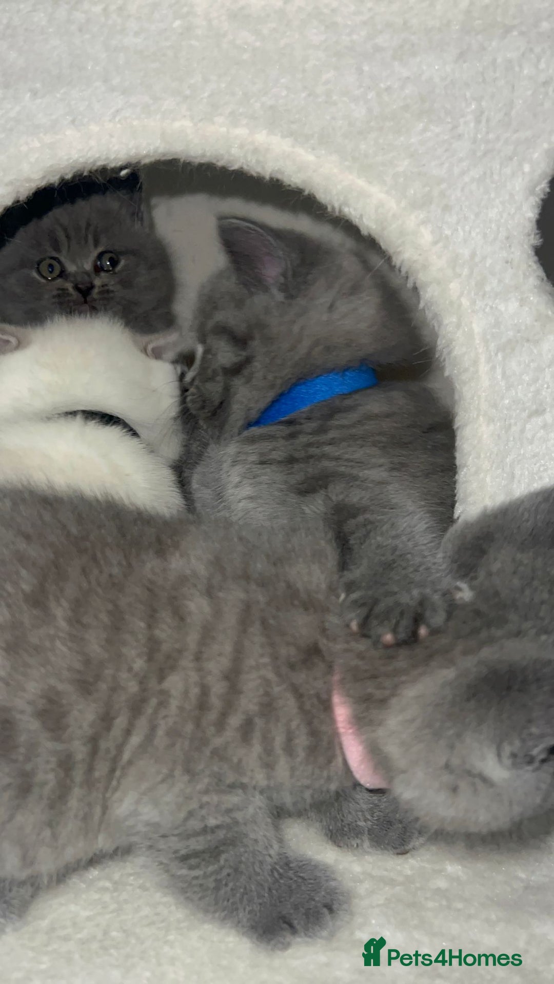 British Shorthair cats for sale: BRITISH SHORTHAIR PEDIGREE - FIRST LITTER - Image 14