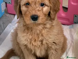 Mini Goldendoodle dogs Ready now Lovely Golden doodle puppies ready now - Advert 9