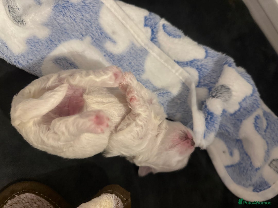 Maltese dogs for sale: Beautiful half Korean Kc reg Maltese  - Image 8