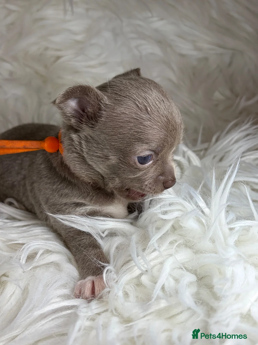 Chihuahua dogs for sale: KC REG, DNA HEALTH TESTED, TINY, VERY RARE 🐶😍 - Advert 40
