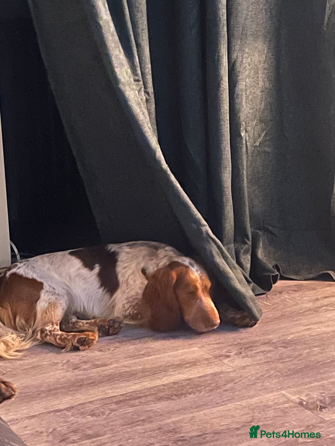 Sprocker dogs for sale: Two beautiful brothers looking for forever home - Advert 6