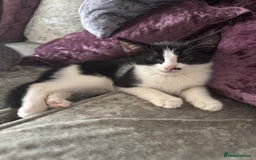 Mixed Breed cats for sale: Ready for new home  - Image 8