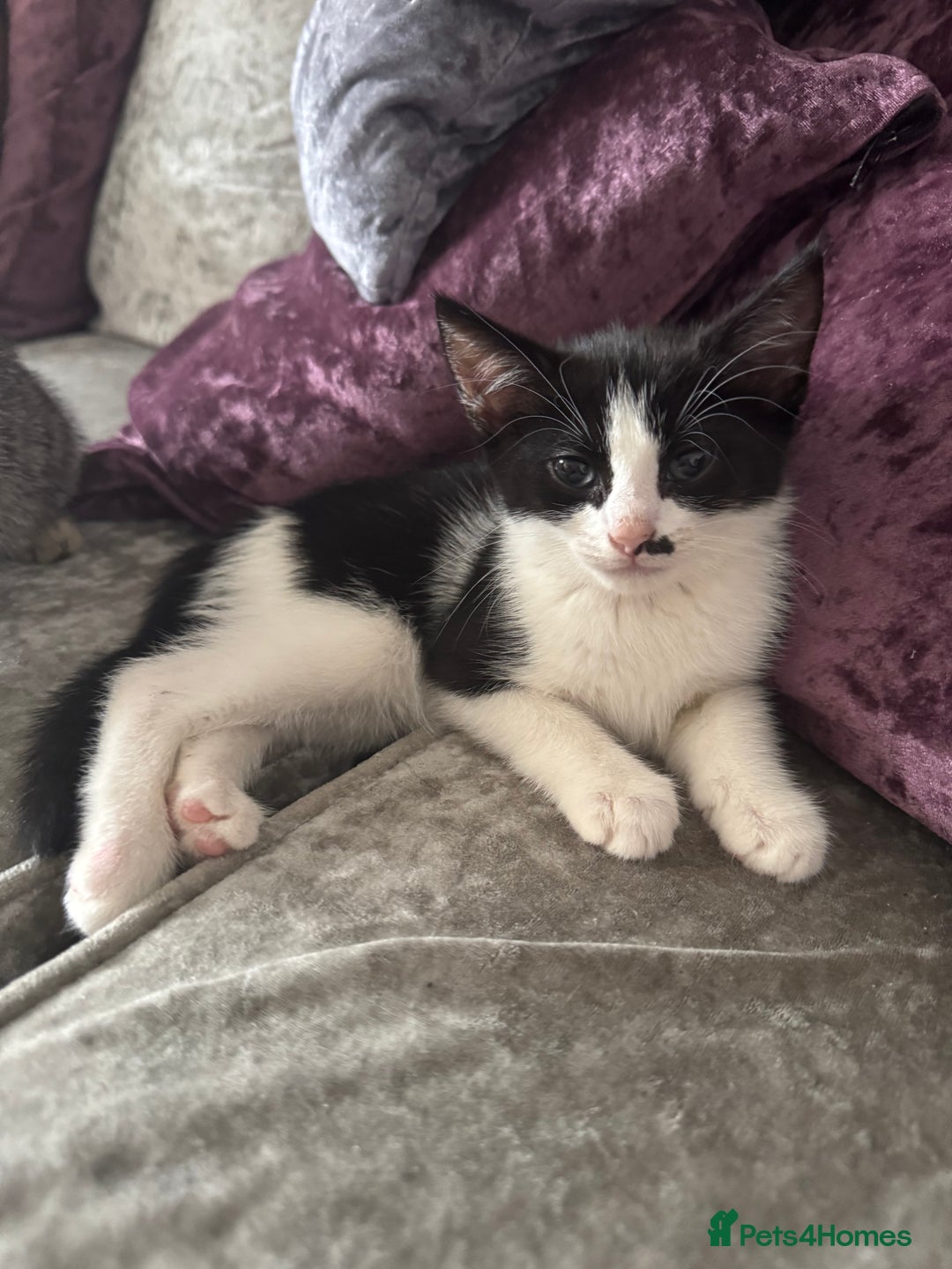 Mixed Breed cats for sale: Ready for new home  - Image 8