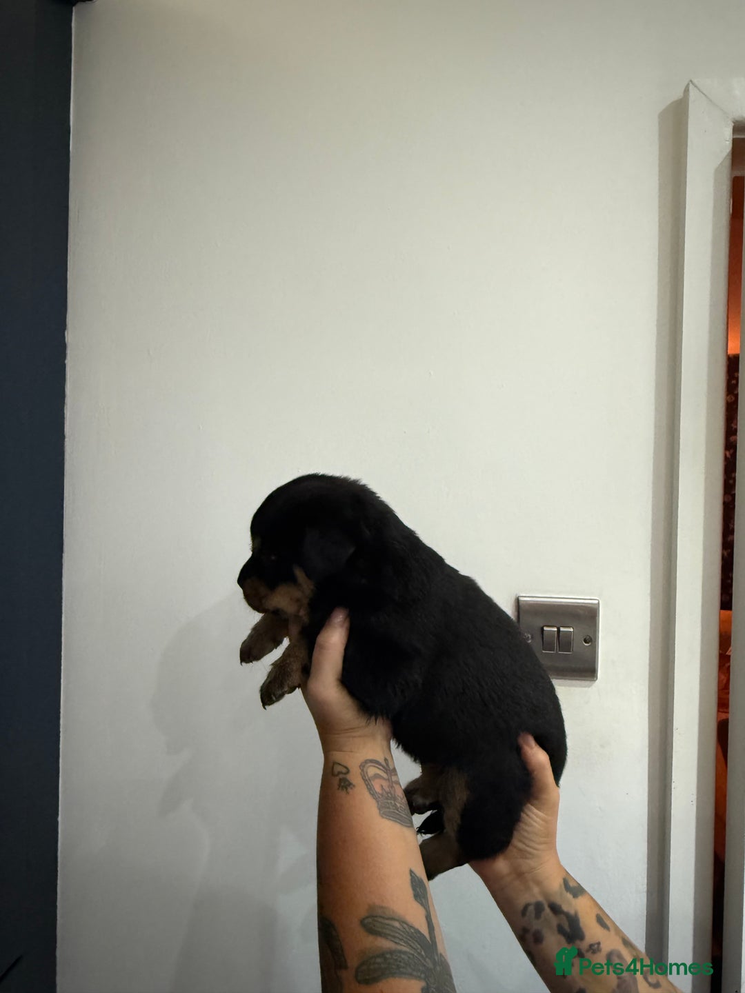 Rottweiler dogs for sale: 🐾 STUNNING ROTTWEILER PUPPIES FOR SALE! 🐾 - Image 5
