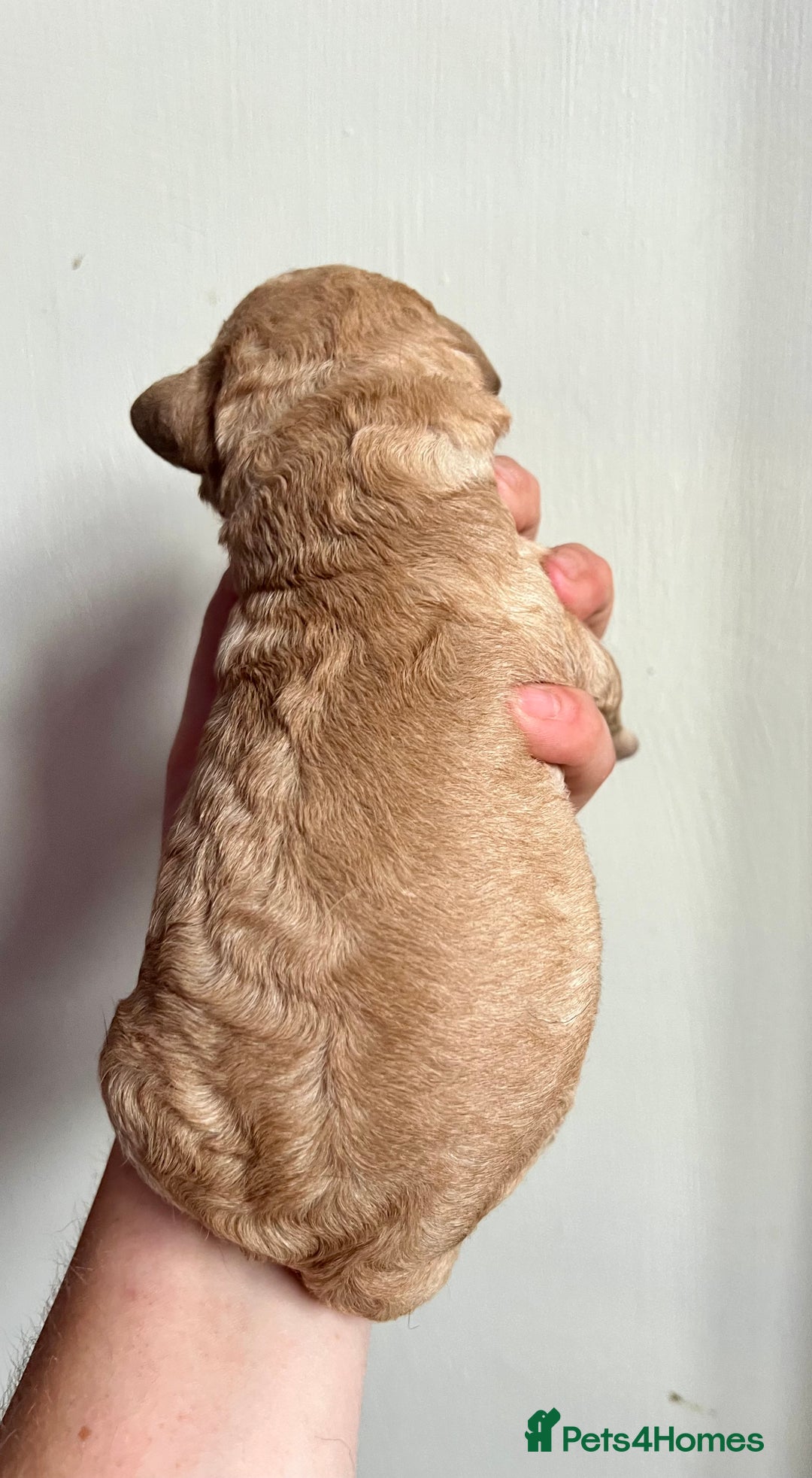 Labradoodle dogs for sale: Gorgeous Litter of F1 Labradoodle Puppies  in Lydbury North - Image 21