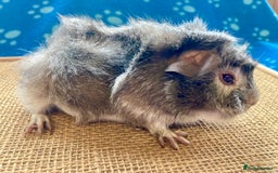Guinea Pig rodents for sale: Beautiful baby boar Guinea pigs  - Image 7