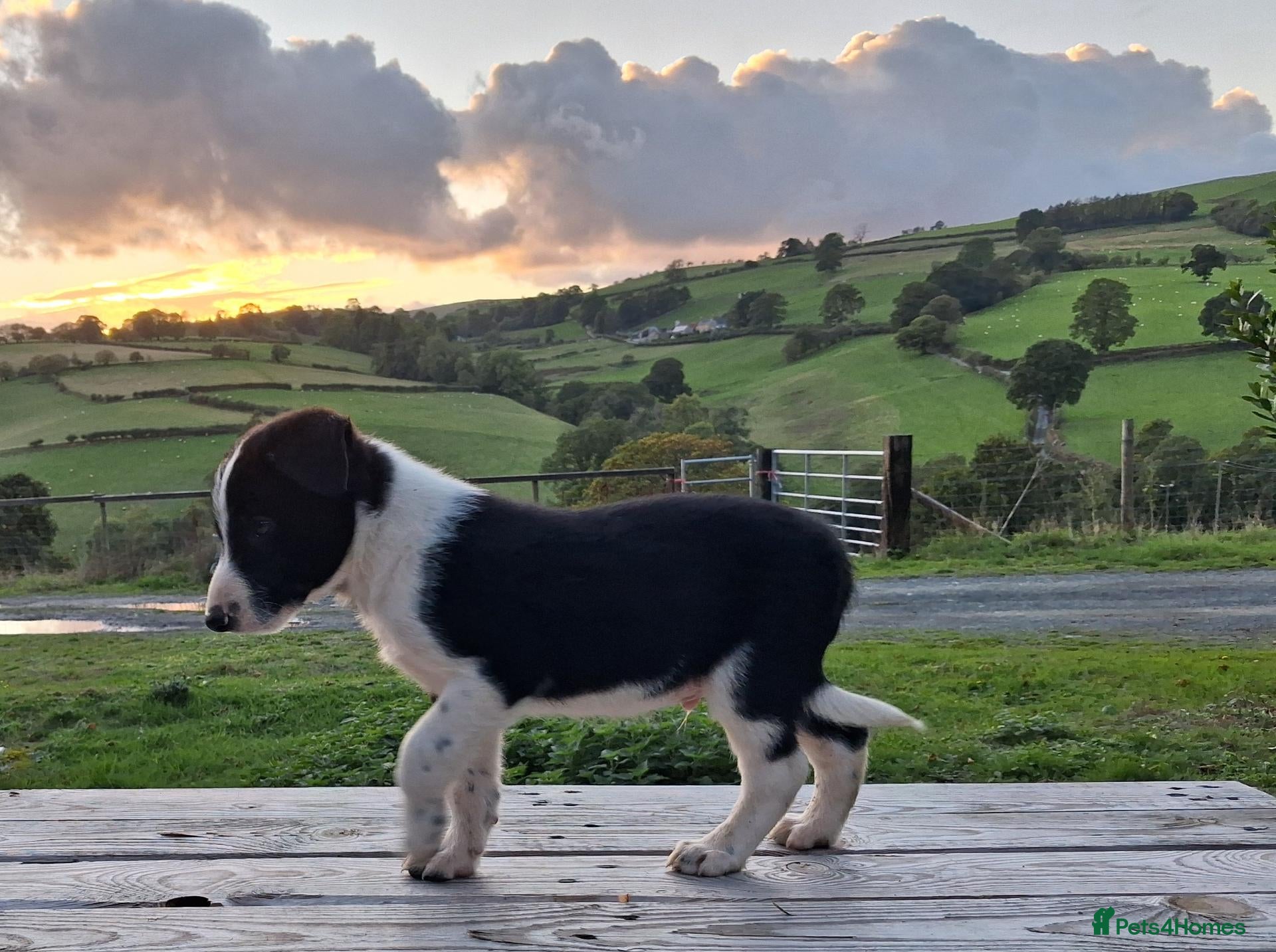 Border Collie dogs Gorgeous sheepdog puppies - Advert 2