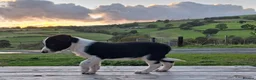 Border Collie dogs for sale: Gorgeous sheepdog puppies - Advert 1