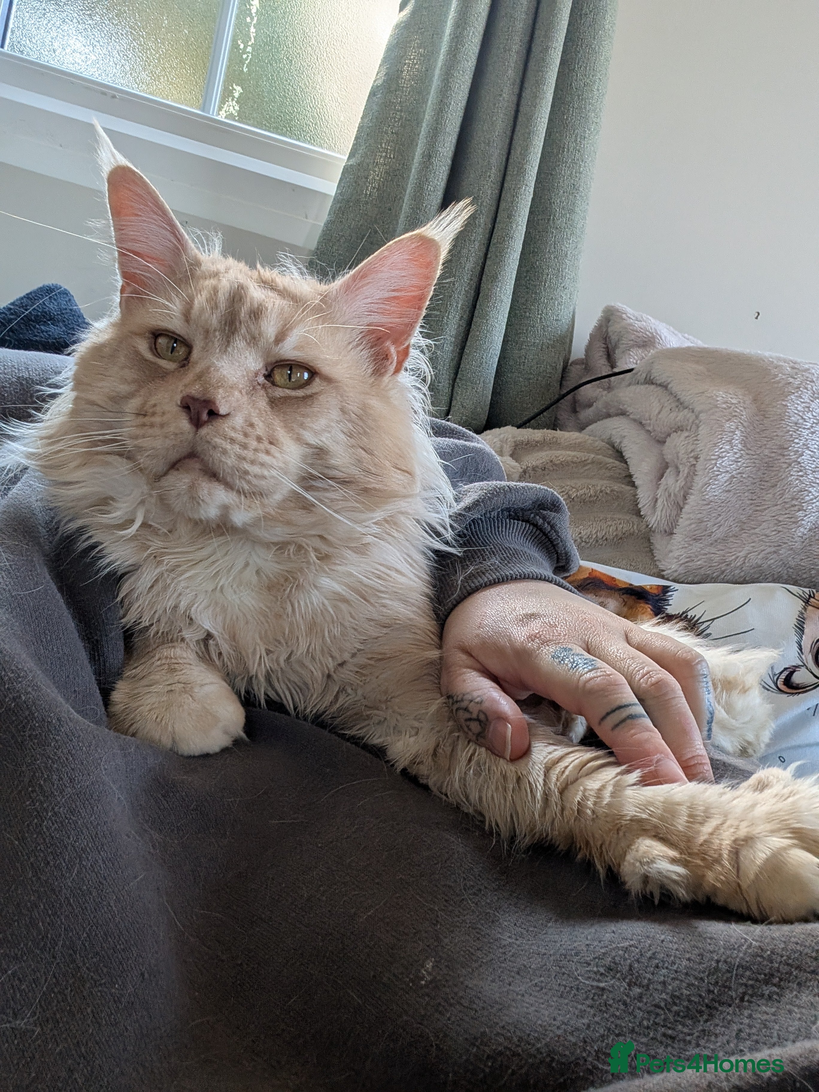 Maine Coon cats Dual registered Champion winner Maine coon stud in Manningtree - Advert 5