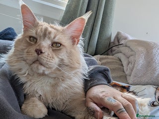 Maine Coon cats Dual registered Champion winner Maine coon stud in Manningtree - Advert 8