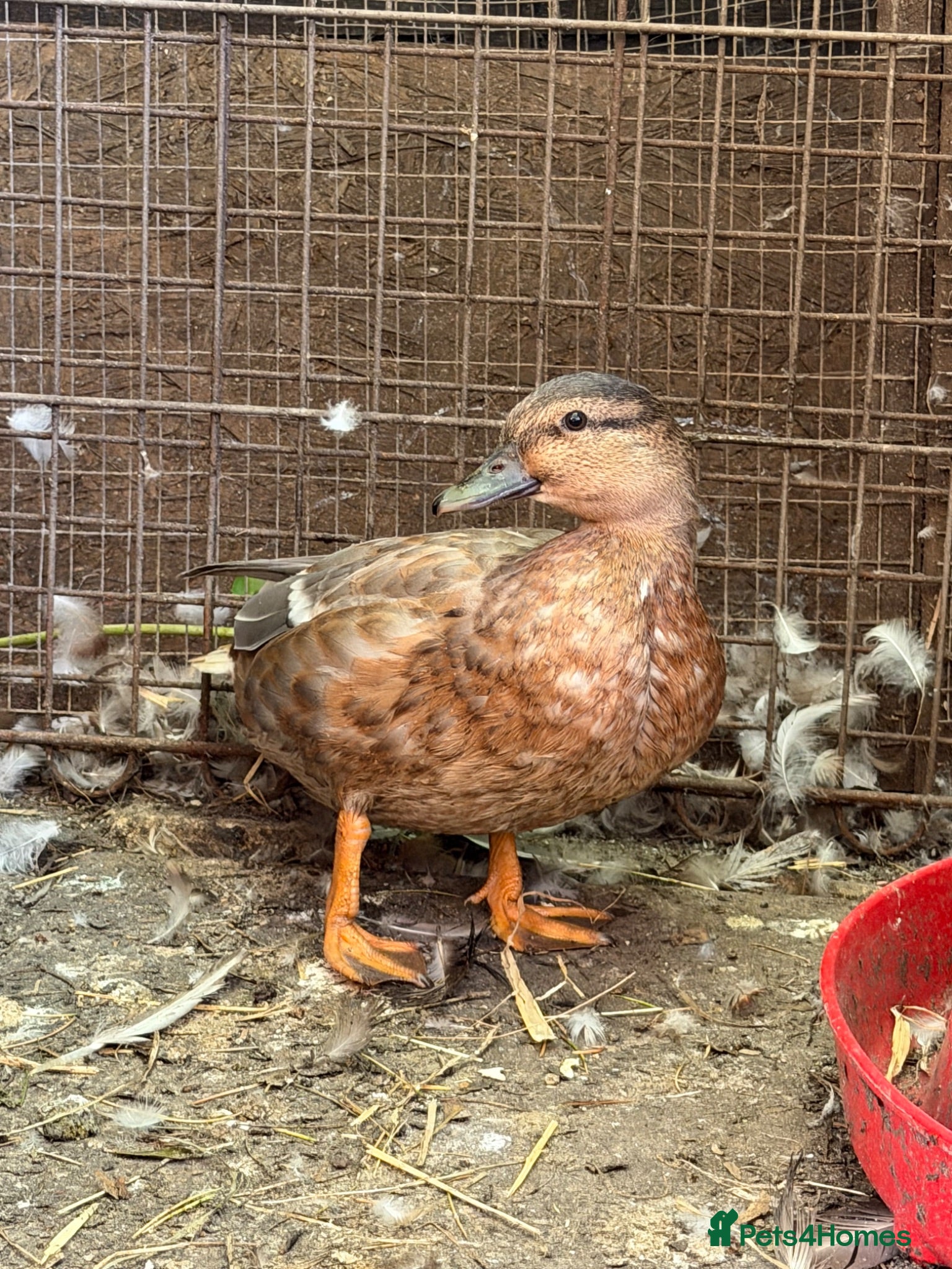 Ducks poultry Call duck females for sale  - Advert 1
