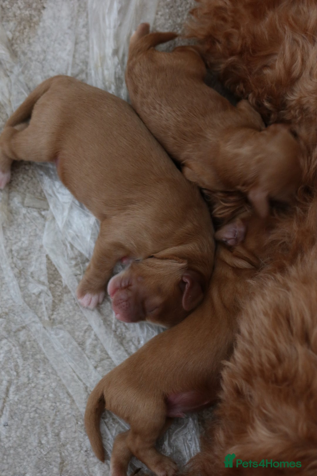 Aussiedoodle dogs for sale: Australian Labradoodles  in Middlesbrough - Image 13