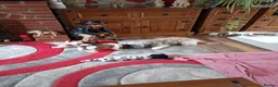 Shih Tzu dogs for sale: Shih tzu puppies in Daventry - Advert 1