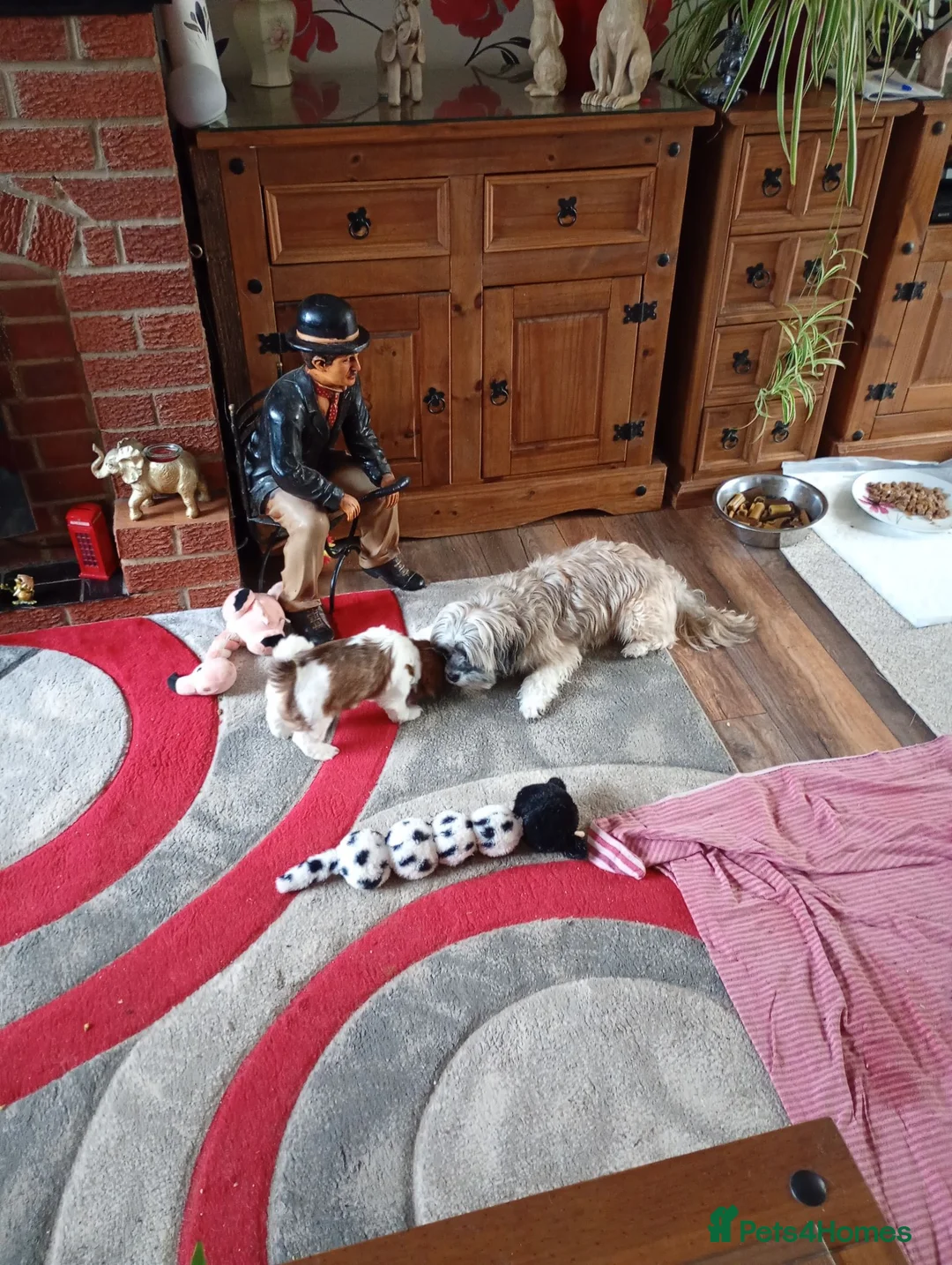 Shih Tzu dogs for sale: Shih tzu puppies in Daventry - Advert 1