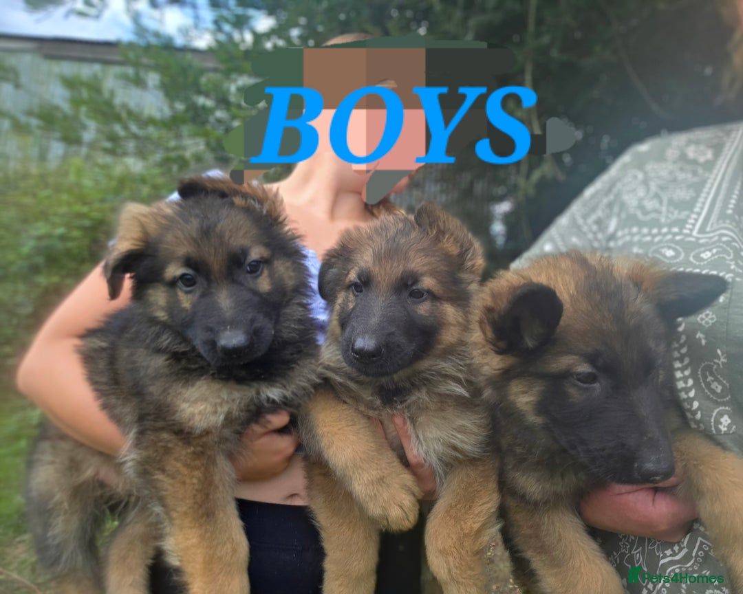 German Shepherd dogs for sale: Quality KC Reg Long Coat German Shepherd Pups  - Image 5