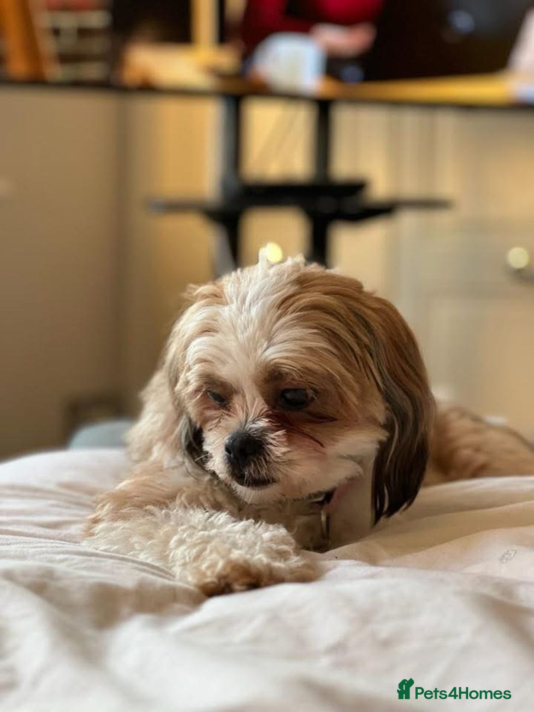 Shih Tzu dogs for sale: Shih Tzu seeking forever home - Advert 2