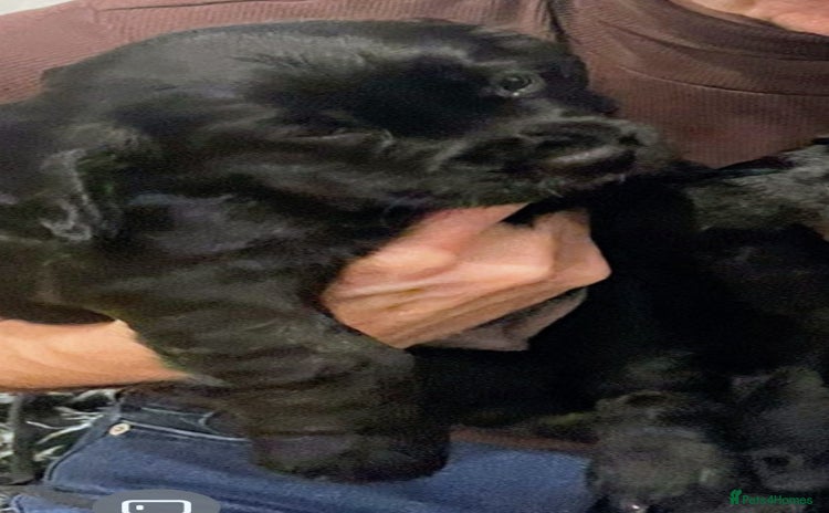 Cocker Spaniel dogs STUNNING KC REGISTERED COCKER SPANIEL  - Advert 1