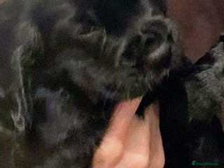 Cocker Spaniel dogs STUNNING KC REGISTERED COCKER SPANIEL - Advert 8