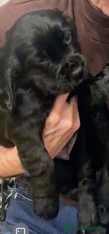 Cocker Spaniel dogs STUNNING KC REGISTERED COCKER SPANIEL - Advert 1