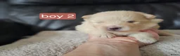 Pomeranian dogs for sale: Beautifull litter of full pomeranians - Advert 8