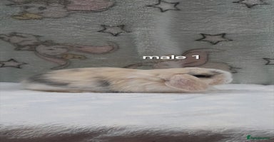 Mini Lop rabbits Male and female mini lops - Advert 16