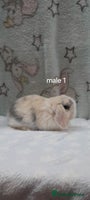 Mini Lop rabbits Male and female mini lops - Advert 16