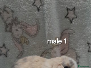 Mini Lop rabbits Male and female mini lops - Advert 3