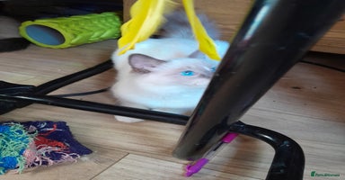 Ragdoll cats - Advert 5