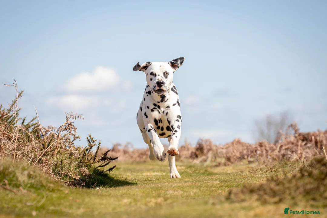 Dalmatian dogs for stud: Health tested, tv and advert star Dalmatian   in Aberdare - Advert 7