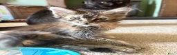 Maine Coon cats for sale: Beautiful Pedigree Maine Coon Kittens  - Advert 1