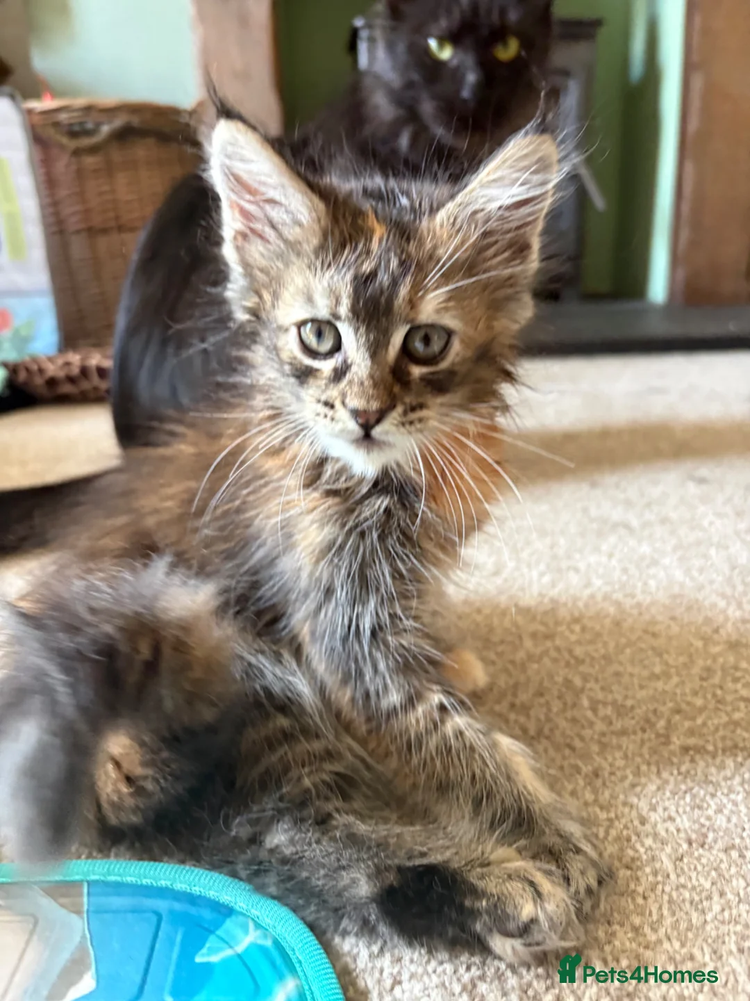 Maine Coon cats for sale: Beautiful Pedigree Maine Coon Kittens  - Advert 1