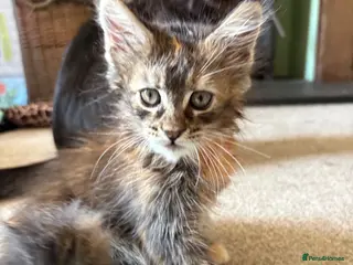 Maine Coon cats Beautiful Pedigree Maine Coon Kittens - Advert 2
