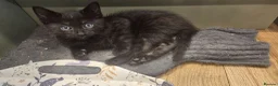 Mixed Breed cats for sale: 2 kittens ready for homes  in Brackley - Advert 2