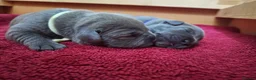 Staffordshire Bull Terrier dogs for sale: TOP QUALITY KC REG BLUE STAFFY! ONLY 1 GIRL LEFT! in Northolt - Advert 15