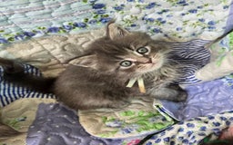 Maine Coon cats for sale: Gorgeous GCCF Maine Coons poss Active - Image 13