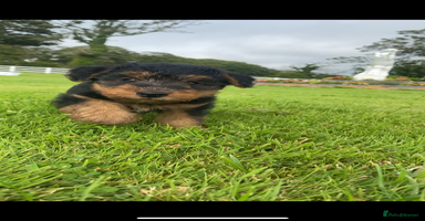Welsh Terrier dogs - Advert 3